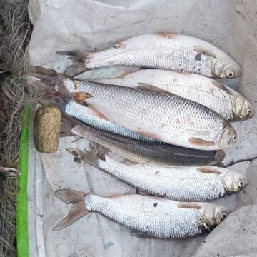 Виловила сім рибин і завдала шкоди на 70 тисяч