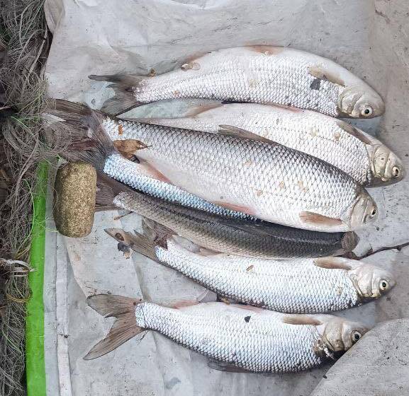 Виловила сім рибин і завдала шкоди на 70 тисяч