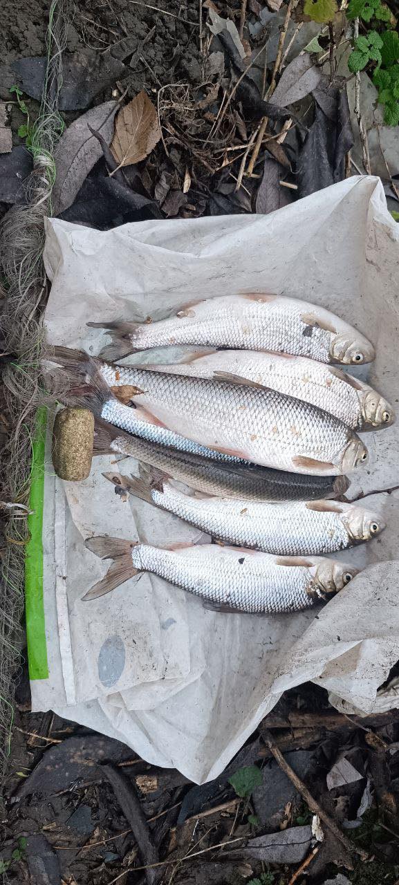 Виловила сім рибин і завдала шкоди на 70 тисяч