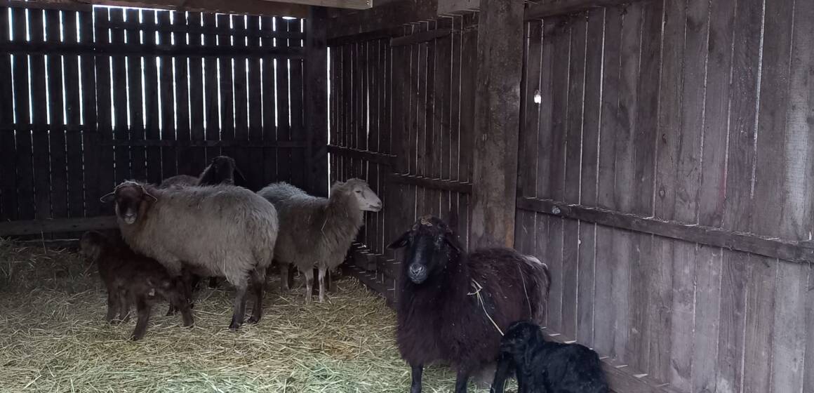 Різдвяне поповнення: у Подільському зоопарку народилися ягнята