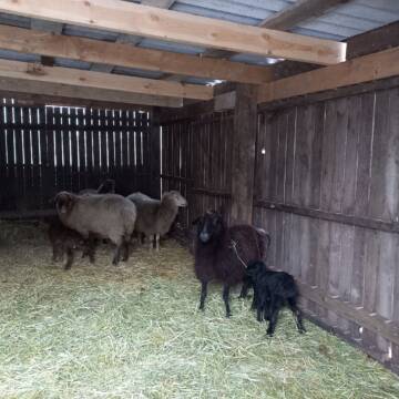 Різдвяне поповнення: у Подільському зоопарку народилися ягнята