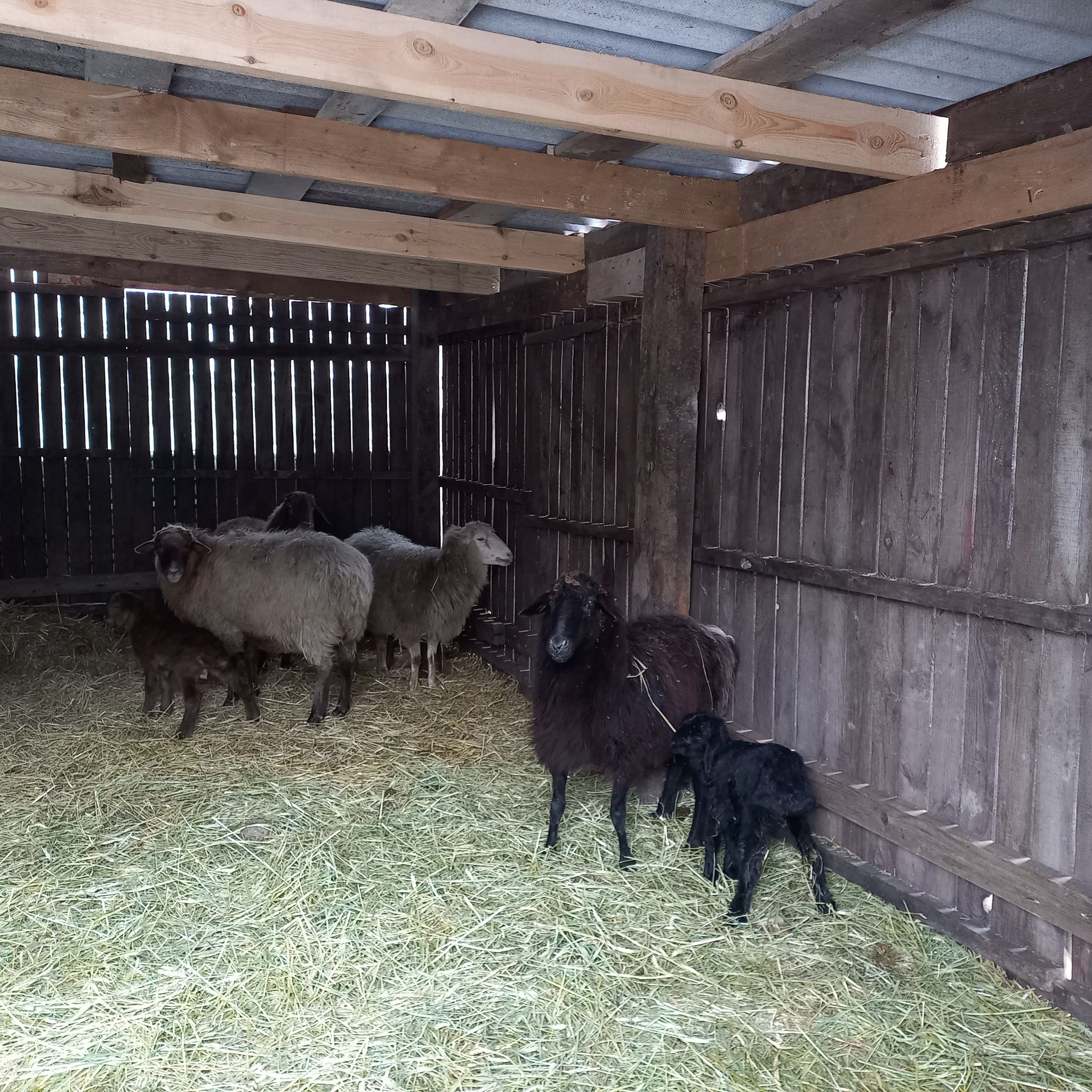 Різдвяне поповнення: у Подільському зоопарку народилися ягнята