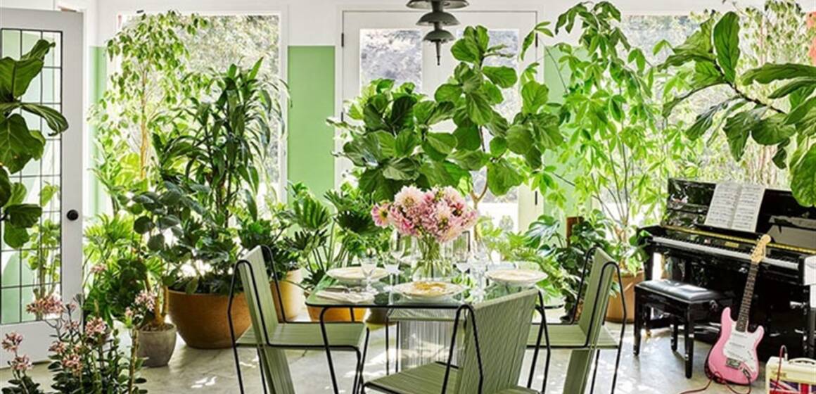 Які рослини мають бути в будинку для покращення самопочуття