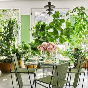 Які рослини мають бути в будинку для покращення самопочуття