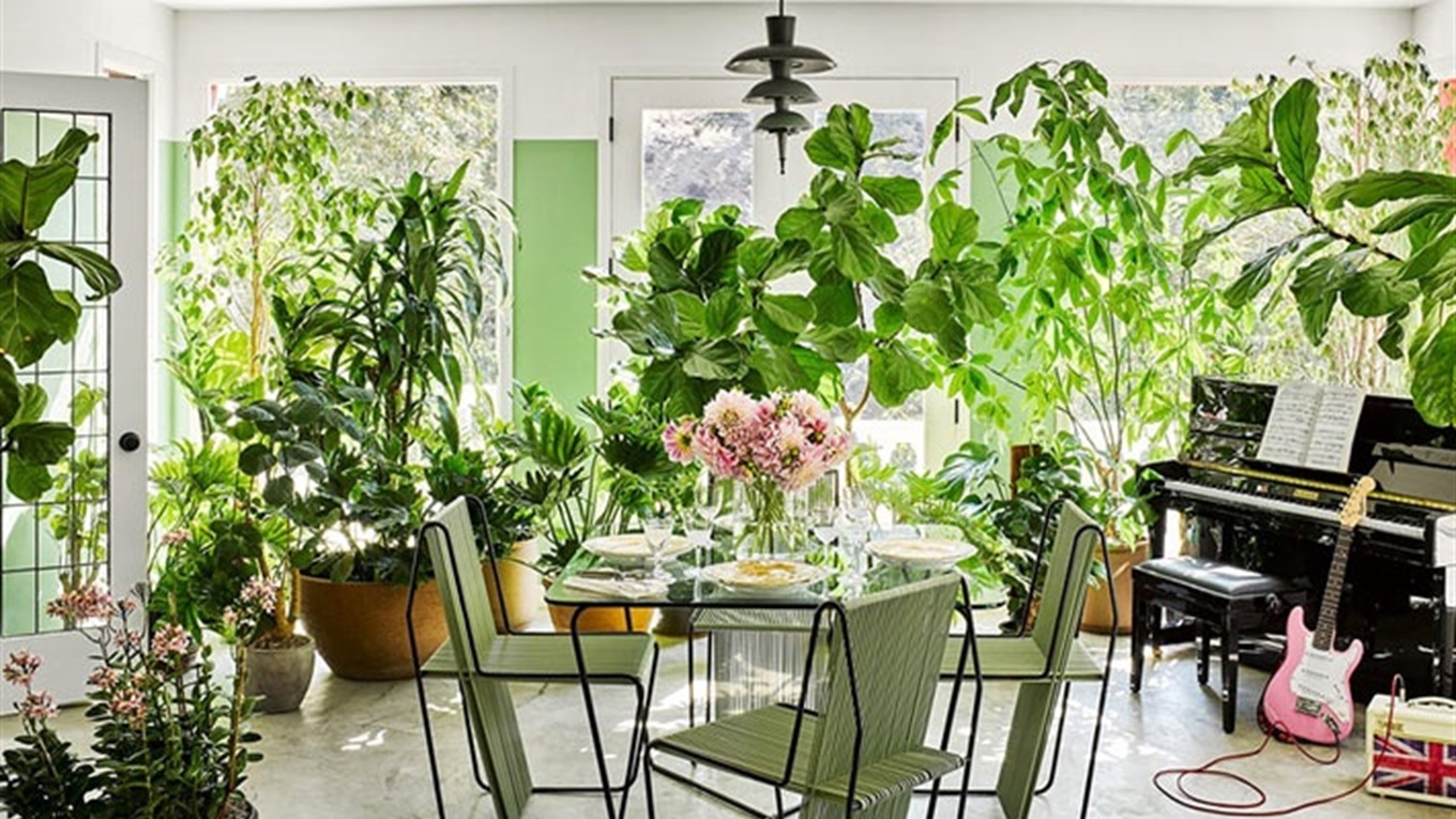 Які рослини мають бути в будинку для покращення самопочуття