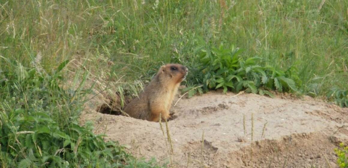 На Вінниччині через суд повернули землі заказника «Дашівський»