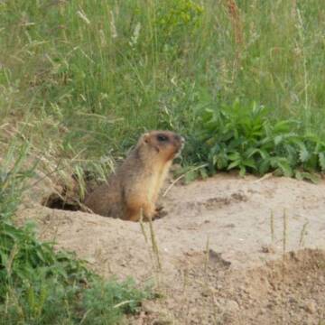На Вінниччині через суд повернули землі заказника «Дашівський»