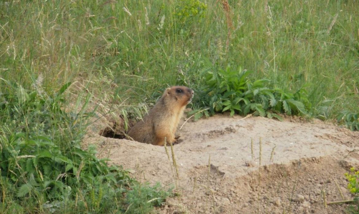 На Вінниччині через суд повернули землі заказника «Дашівський»