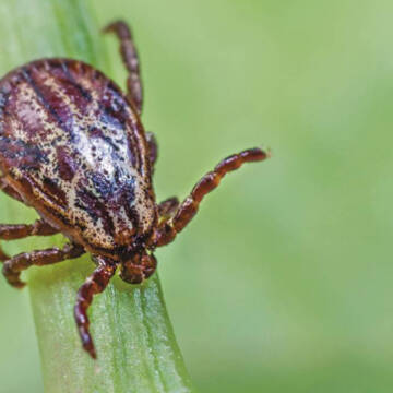 У листопаді на Вінниччині зафіксували 23 випадки хвороби Лайма