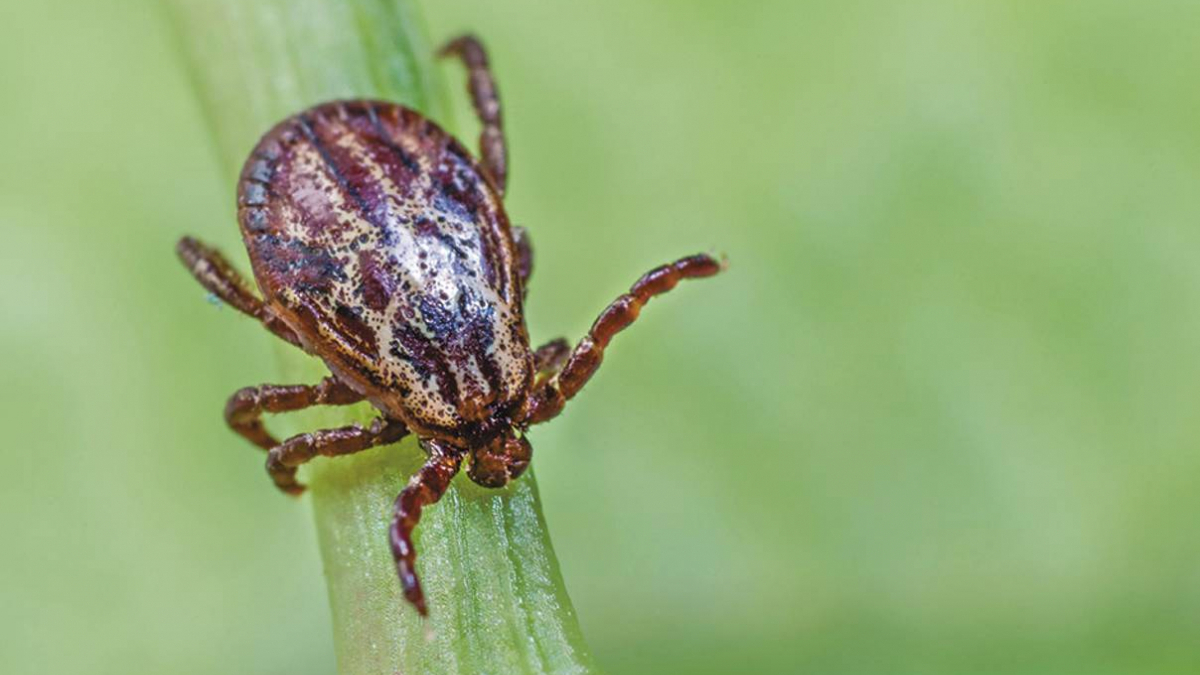 У листопаді на Вінниччині зафіксували 23 випадки хвороби Лайма