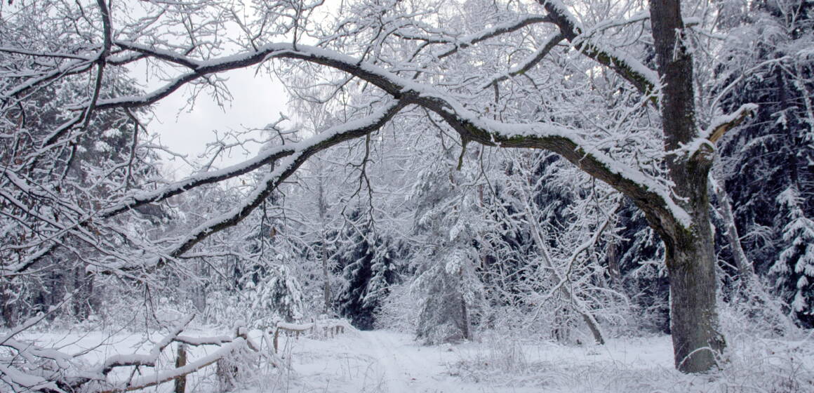 Негода на Вінниччині: 29 грудня синоптики прогнозують хуртовину та ожеледицю