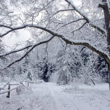 Негода на Вінниччині: 29 грудня синоптики прогнозують хуртовину та ожеледицю