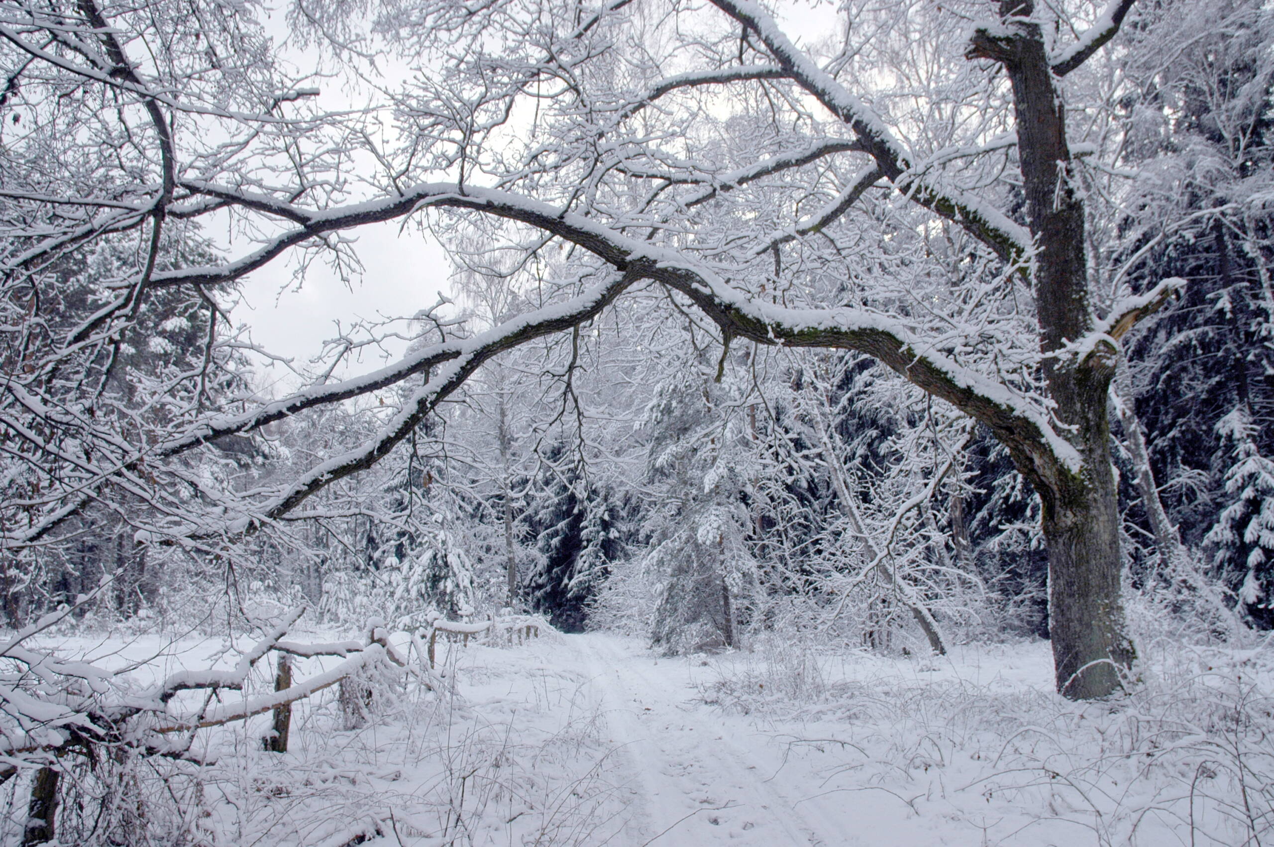 Негода на Вінниччині: 29 грудня синоптики прогнозують хуртовину та ожеледицю