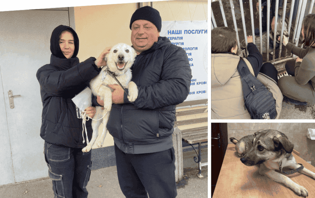 У Вінниці ще дві собаки з муніципального притулку для тварин знайшли нових господарів