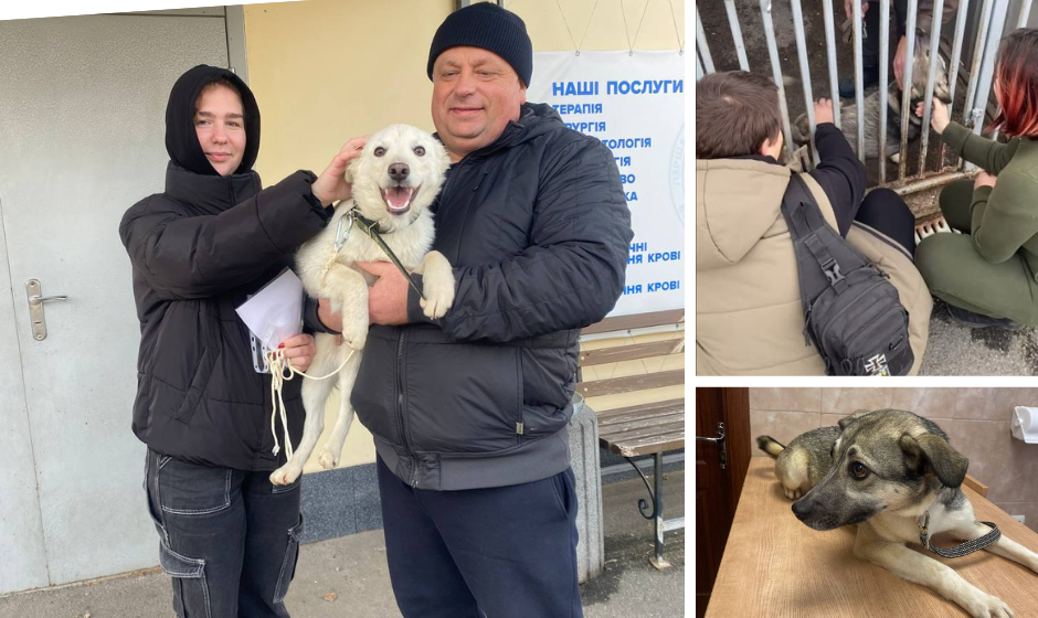 У Вінниці ще дві собаки з муніципального притулку для тварин знайшли нових господарів