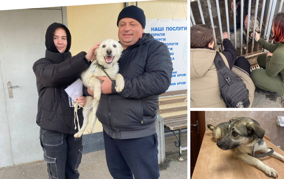 У Вінниці ще дві собаки з муніципального притулку для тварин знайшли нових господарів