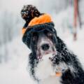 Зимовий чеклист для собачників: раціон, догляд за лапами та приховані загрози