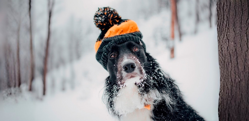 Зимовий чеклист для собачників: раціон, догляд за лапами та приховані загрози