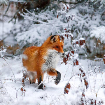 На Вінниччині дозволили полювання та відстріл хижих тварин