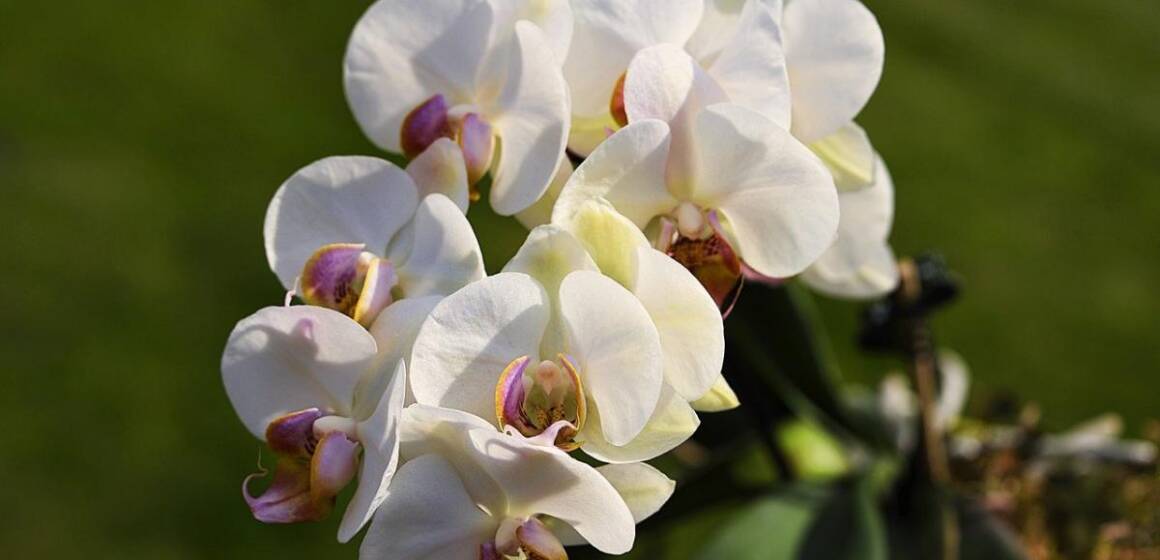 Пересадка орхідеї: основні помилки, які впливають на цвітіння