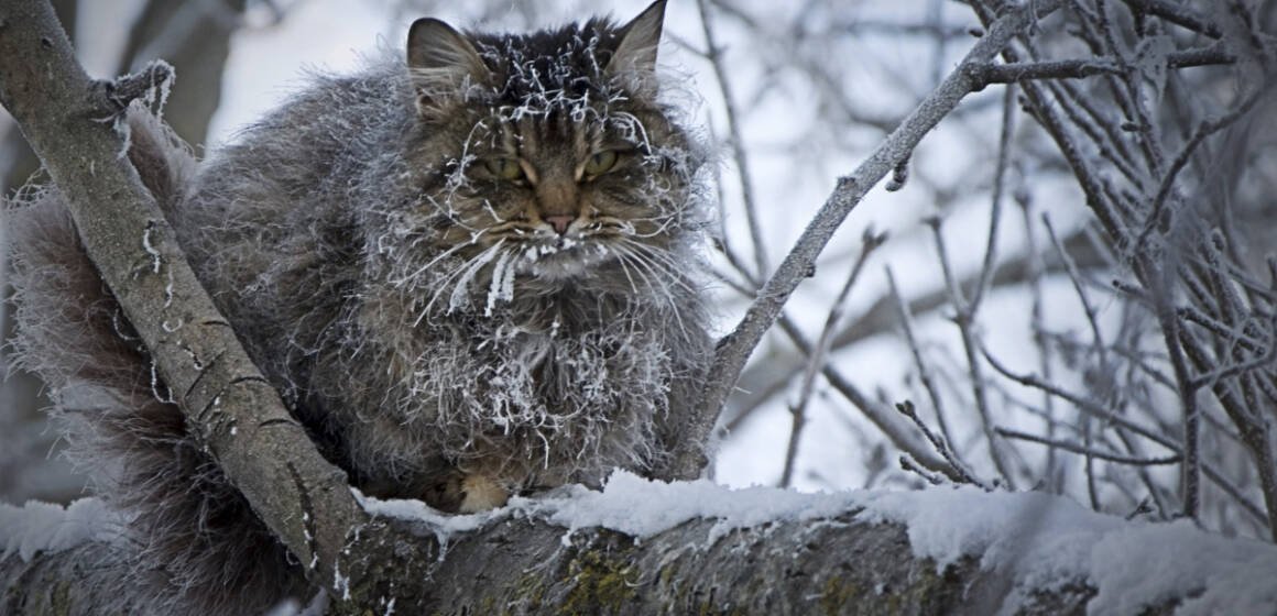 Як допомогти безпритульним тваринам пережити морози