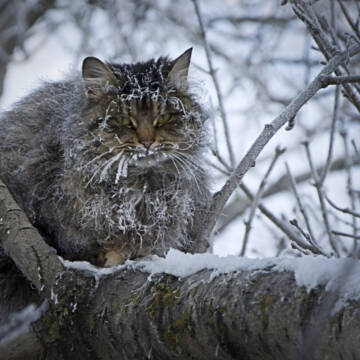 Як допомогти безпритульним тваринам пережити морози