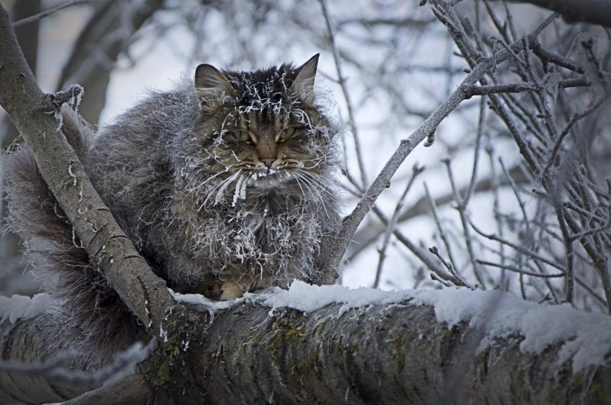 Як допомогти безпритульним тваринам пережити морози
