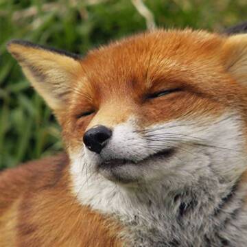 На Вінниччині продовжується відстріл лисиць