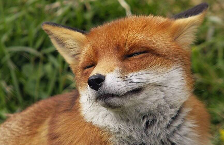 На Вінниччині продовжується відстріл лисиць