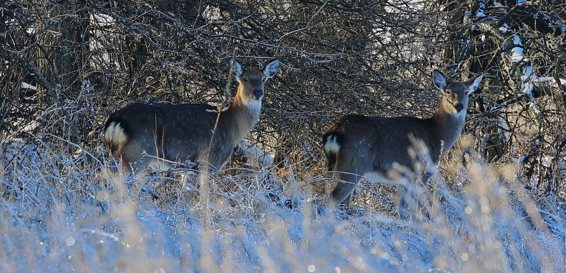 Біля національного природного парку на Вінниччині викрили браконьєрів