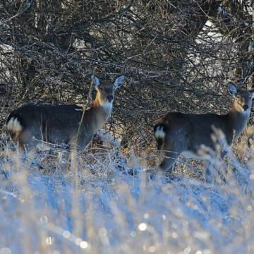 Біля національного природного парку на Вінниччині викрили браконьєрів