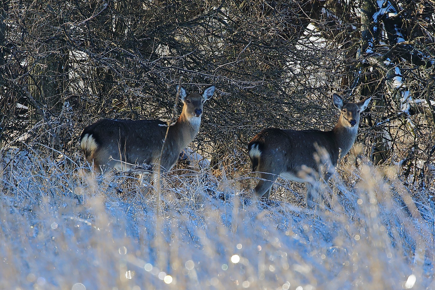 Біля національного природного парку на Вінниччині викрили браконьєрів