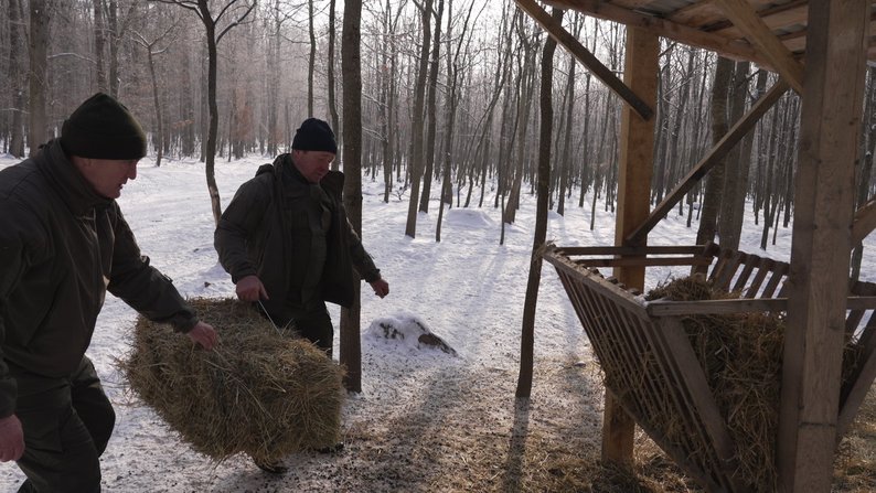 Зима без голоду: як вінницькі лісівники допомагають диким тваринам