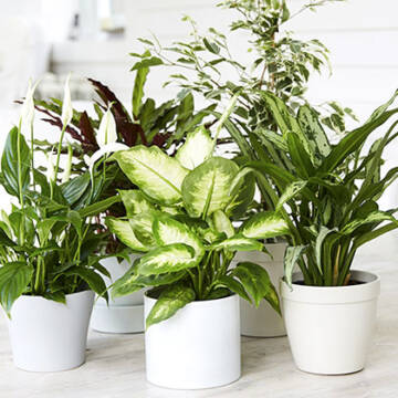 Як очистити енергетику квартири за допомогою рослин: поради експертів