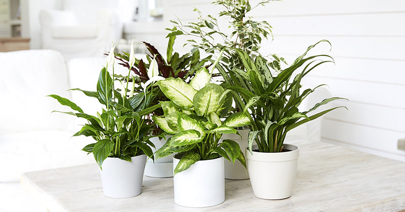 Як очистити енергетику квартири за допомогою рослин: поради експертів
