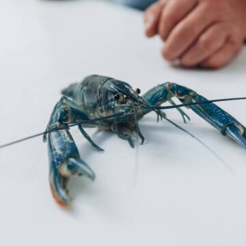 Екзотика на Вінниччині: ветеран Володимир Біленький відкрив секрети приготування блакитних раків