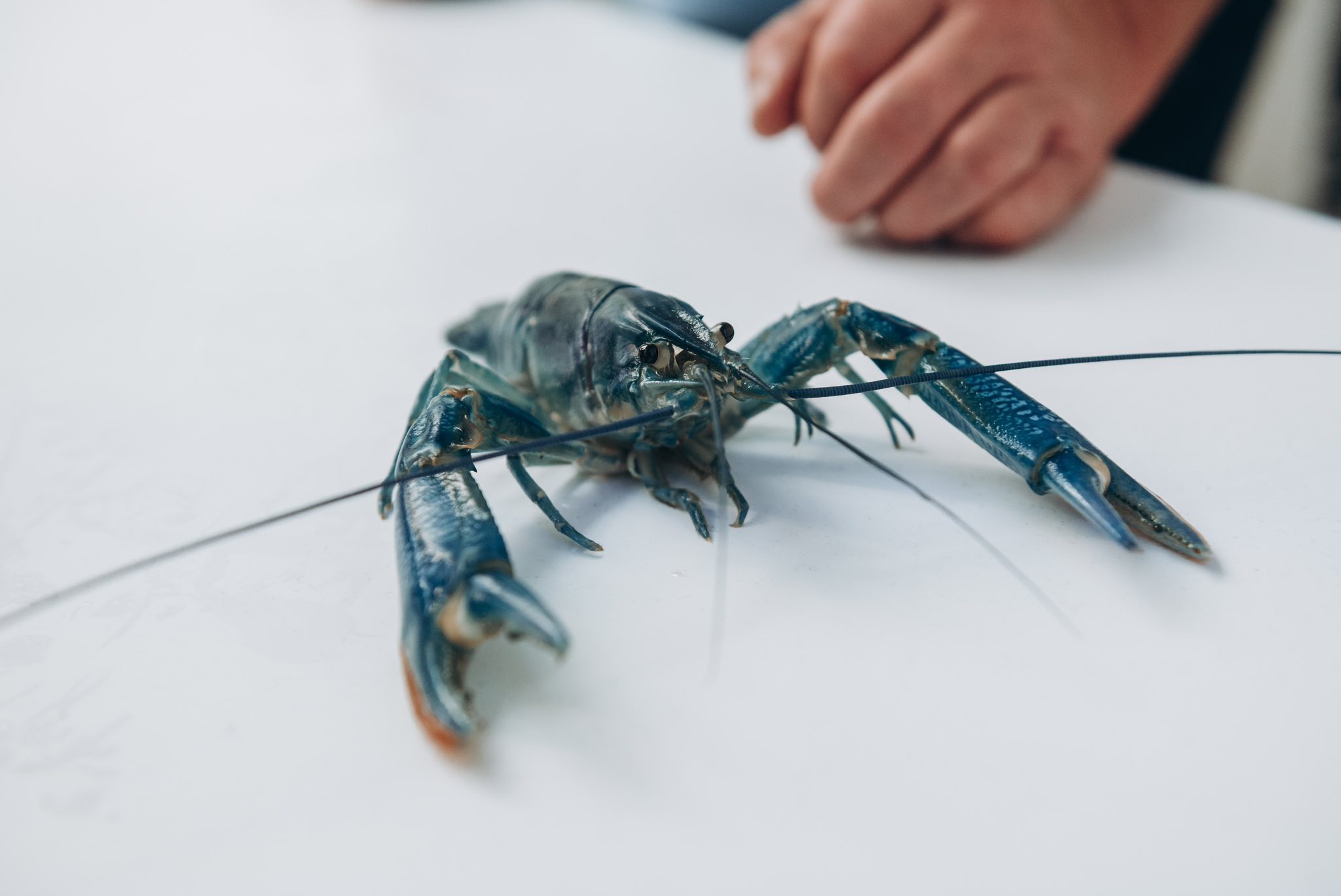 Екзотика на Вінниччині: ветеран Володимир Біленький відкрив секрети приготування блакитних раків