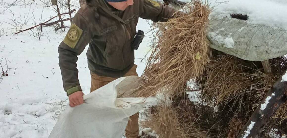 Лісова їдальня: як на Вінниччині підгодовують диких звірів у морози