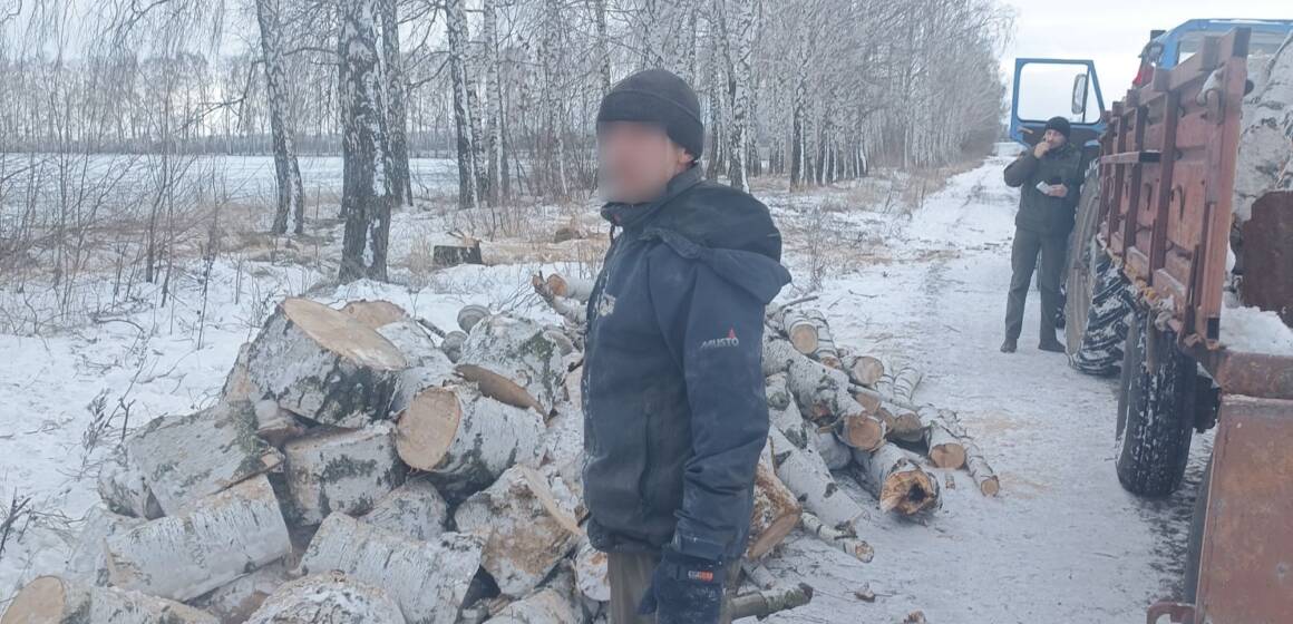 Нищили лісосмугу трактором і пилами: у Липовецькій громаді виявили незаконну вирубку