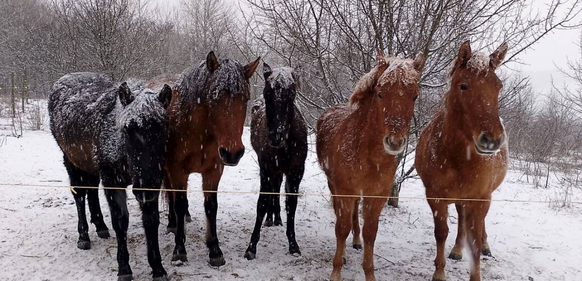 Кінні прогулянки на «гуцуликах»: нацпарк Вінниччини запрошує на іпорелакс серед дикої природи