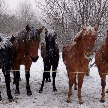 Кінні прогулянки на «гуцуликах»: нацпарк Вінниччини запрошує на іпорелакс серед дикої природи