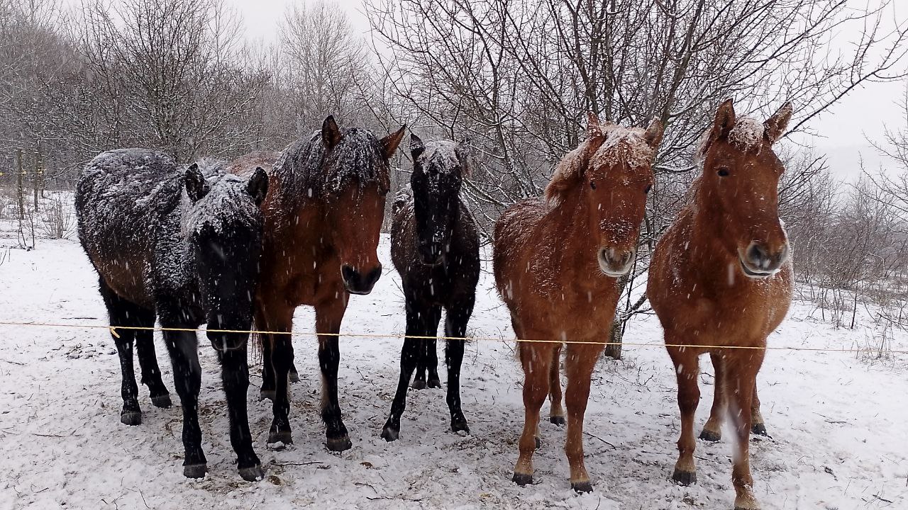 Кінні прогулянки на «гуцуликах»: нацпарк Вінниччини запрошує на іпорелакс серед дикої природи