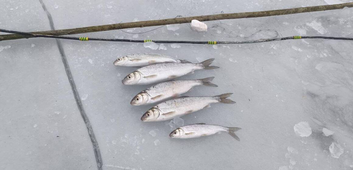 619607665_1205392648448782_4250027621318225645_n П’ять рибин за 50 тисяч: на Вінниччині затримали браконьєра за вилов червонокнижного верезуба