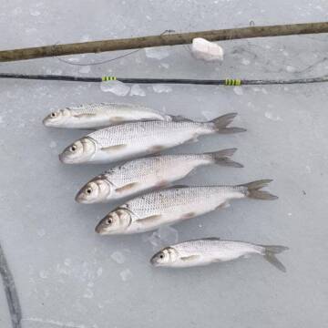 П’ять рибин за 50 тисяч: на Вінниччині затримали браконьєра за вилов червонокнижного верезуба