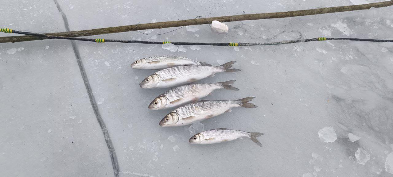 П’ять рибин за 50 тисяч: на Вінниччині затримали браконьєра за вилов червонокнижного верезуба