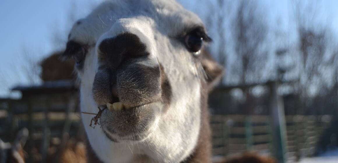 Опалення 24/7 та посилений раціон: Подільський зоопарк працює попри морози
