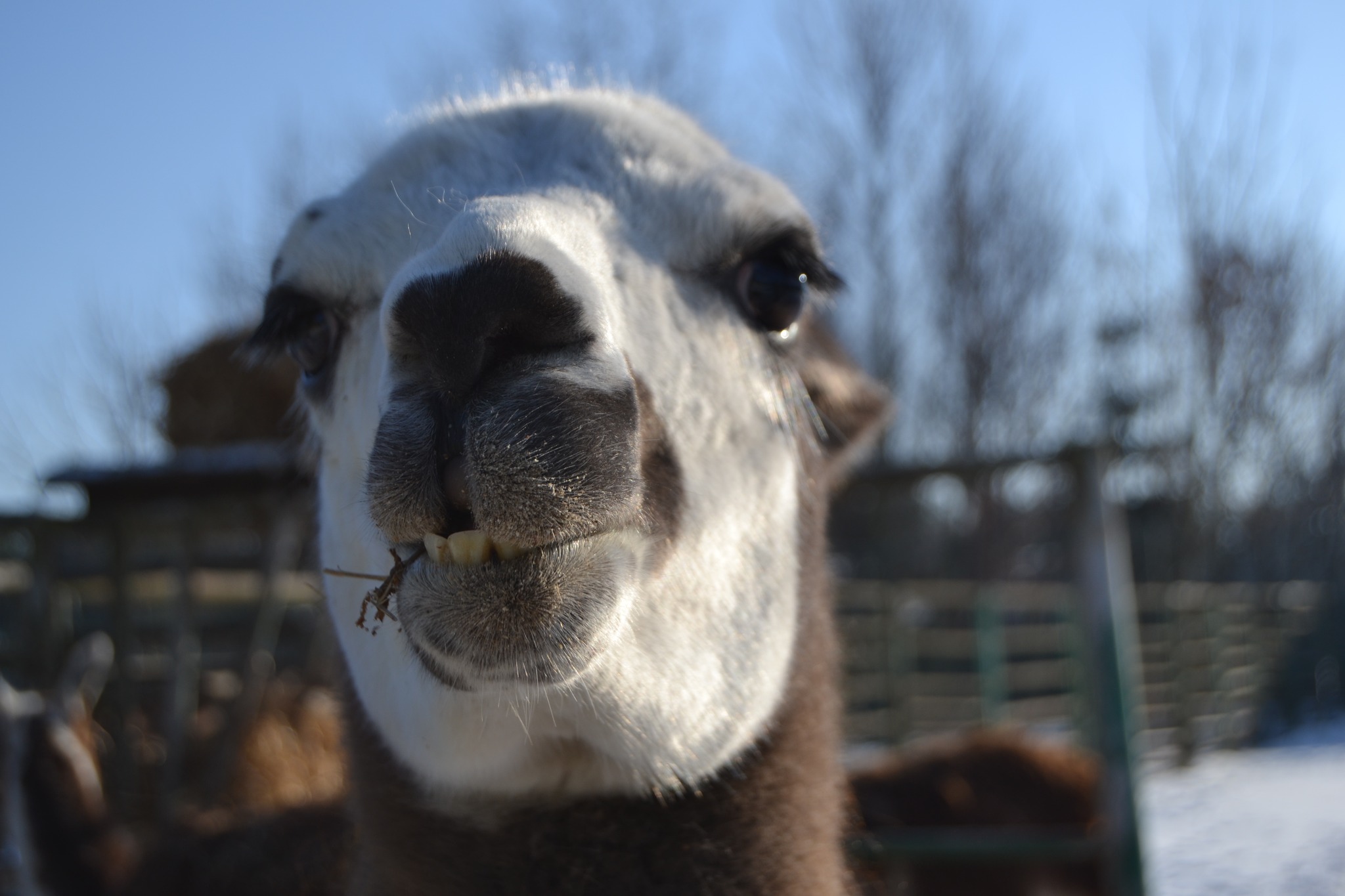 Опалення 24/7 та посилений раціон: Подільський зоопарк працює попри морози