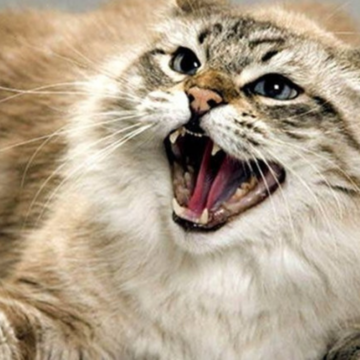 З початку року зафіксували майже 150 випадків серед тварин: яка ситуація зі сказом на Вінниччині