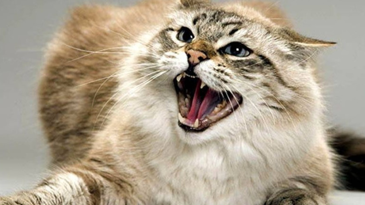 З початку року зафіксували майже 150 випадків серед тварин: яка ситуація зі сказом на Вінниччині