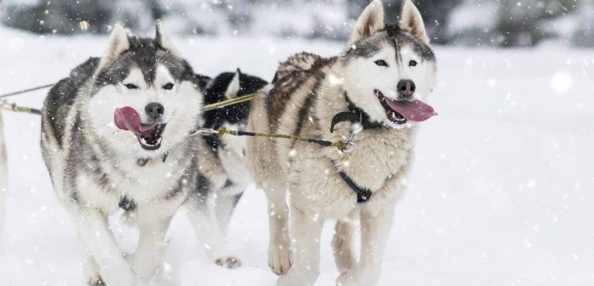 Дослідження: порода собаки пов’язана з рисами характеру господаря